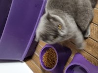 8 aylık erkek scottish fold