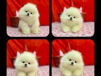Efsane Ayı Surat Pomeranian Yavrularımiz