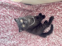 OYUNCU YAVRU KEDİLER