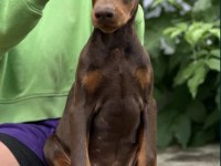 KIZIL KİNG DOBERMAN YAVRU
