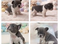 PED EĞİTİMLİ FRENCH BULLDOG EN NADİR YAVRU VE KARDEŞLERİ