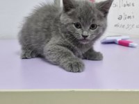 Erkek british shorthair yavrumuza yuva arıyoruz