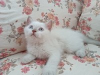 BRİTİSH BLUE POİNT PAMUK KIZIMIZ