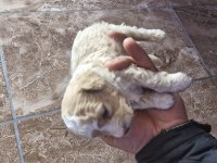 Toy poodle 2 aylık