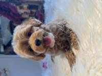 Maltipoo bebekler tüy dökmez