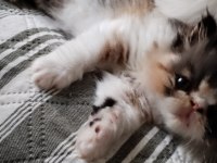 CFA KAYITLI ANNE VE BABA YAVRU İRAN KEDİSİ