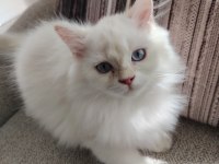 Mavi Gözlü Safkan British Longhair Yavrular