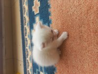 1,5 aylık siyam albino hem nadir hem genetik olarak nadir