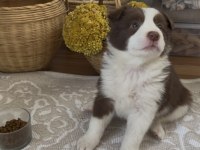 Border collie 11 aralık doğumlu