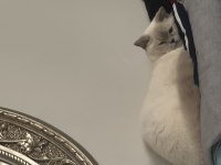 Dişi British 2 Yaşında