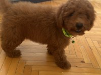 izmir poodle köpeğimiz