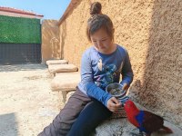 KUŞUMUZ TEKRARDAN İLANDADIR EVCİL ECLECTUS