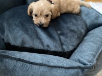 Maltipoo 55 günlük dişi uysal tüy dökmez koku yapmaz