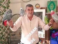 3 adet Jako 1 adet amazon ve gallah kakadu papağanı