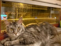 6 aylık erkek maine coon