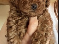 Sağlıklı Toy Poodle