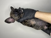 60 günlük french bulldog yavrular