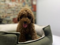 Red Brown Toy Poodle Erkek @petclubadanaa