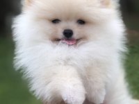 Pomeranian boo köpeği