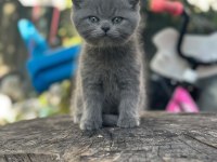 TUVALET EGITIMLI BRITISH SHORTHAIR YAVRULARIMIZ