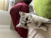 2.5 aylık dişi british shorthair bicolor
