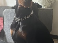 Şecereli aşıları tam erkek doberman