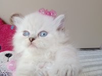 Safkan british longhair yavrular