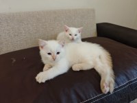 Yavru Erkek British Shorthair