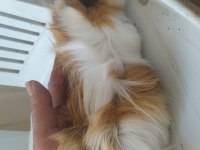 Anne altından kendi guinea pig yavrularım