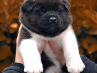 Akita İnu Yavrular Evinizin Neşesi Olacaktır