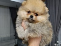 Orjinal ayı surat pomeranian boo bebekler