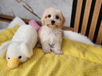 Apricot Renge Sahip Maltipoo Yavrumuz
