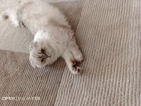 Ücretsiz scottish fold ona iyi bakabilecek sıcak yuva acil