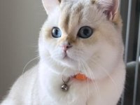 2 yaşında british shorthair