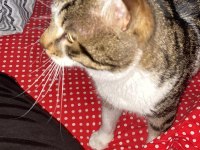 DEPREMZEDE ENGELLİ KAHRAMAN KEDİ
