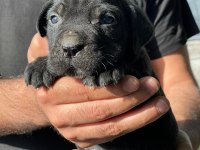 CANE CORSO BLUE VE BLACK
