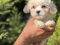 Maltipoo Yavrular Adrese Gönderim Ve Kapıda Ödeme Vardır