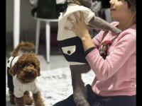 Yakışıklı poodle köpeğimiz karamel için eş adayı arıyoruz