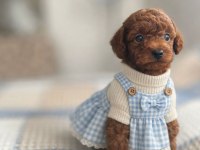 Dark red brown ve red brown poodle yavrular