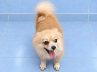 Yeni Yuvasına Gitmeye Hazır Pomeranian