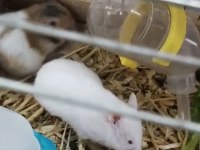 Yavru hamsterlar