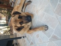 GOLDEN-KURT KIRMA MELEZ 3 YASINDA ÇİFTLİK BAHÇE KORUMA
