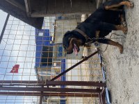 ROTTWEİLER 1,5 İSTANBUL