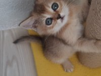 Golden British Shorthair