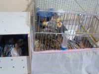 Anne baba ve yavru sultan papağanlar