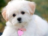 Yavru maltipoo yavrularımız