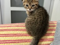 2.5 Aylık Erkek Scottish Fold