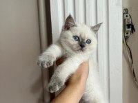 British Shorthair Blu Point 2 Aylık Yavru