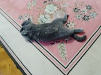 1.5 Yaşında Dişi Kısır British Shorthair