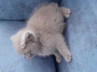 Satılık british shorthair 2 aylık